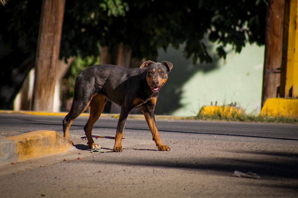 black and tan short coat medium sized dog running on road during daytime