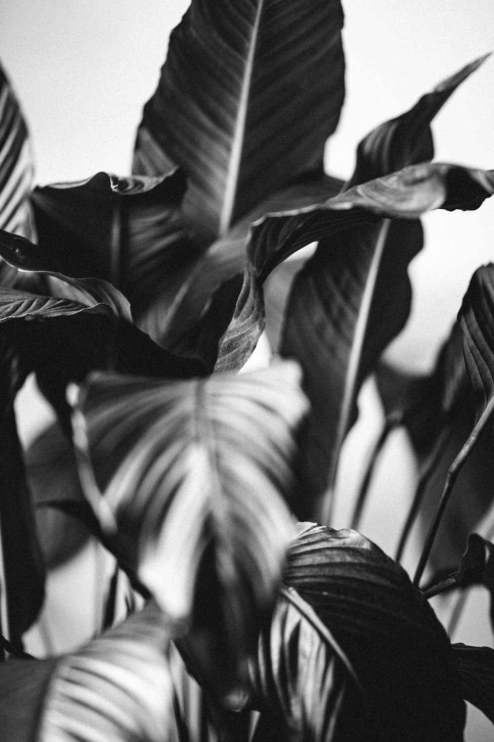 grayscale photo of leaves in a room