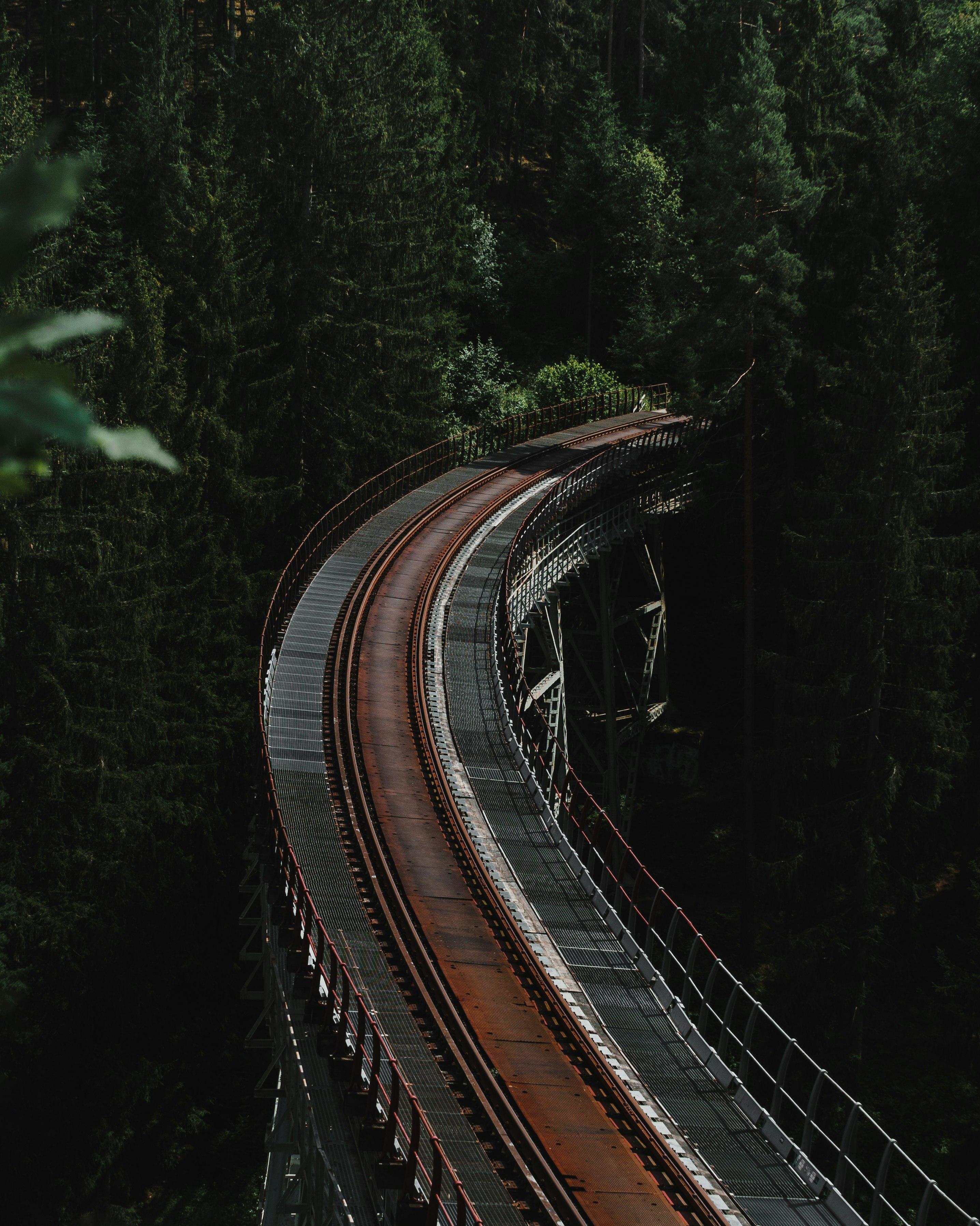 black and white road in between green trees during daytime