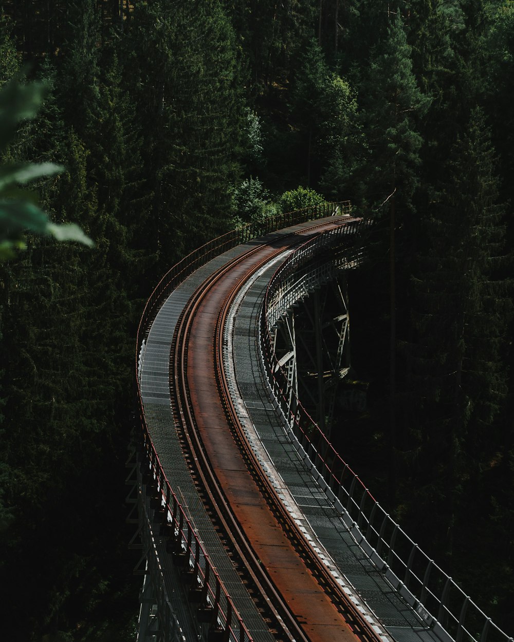 black and white road in between green trees during daytime