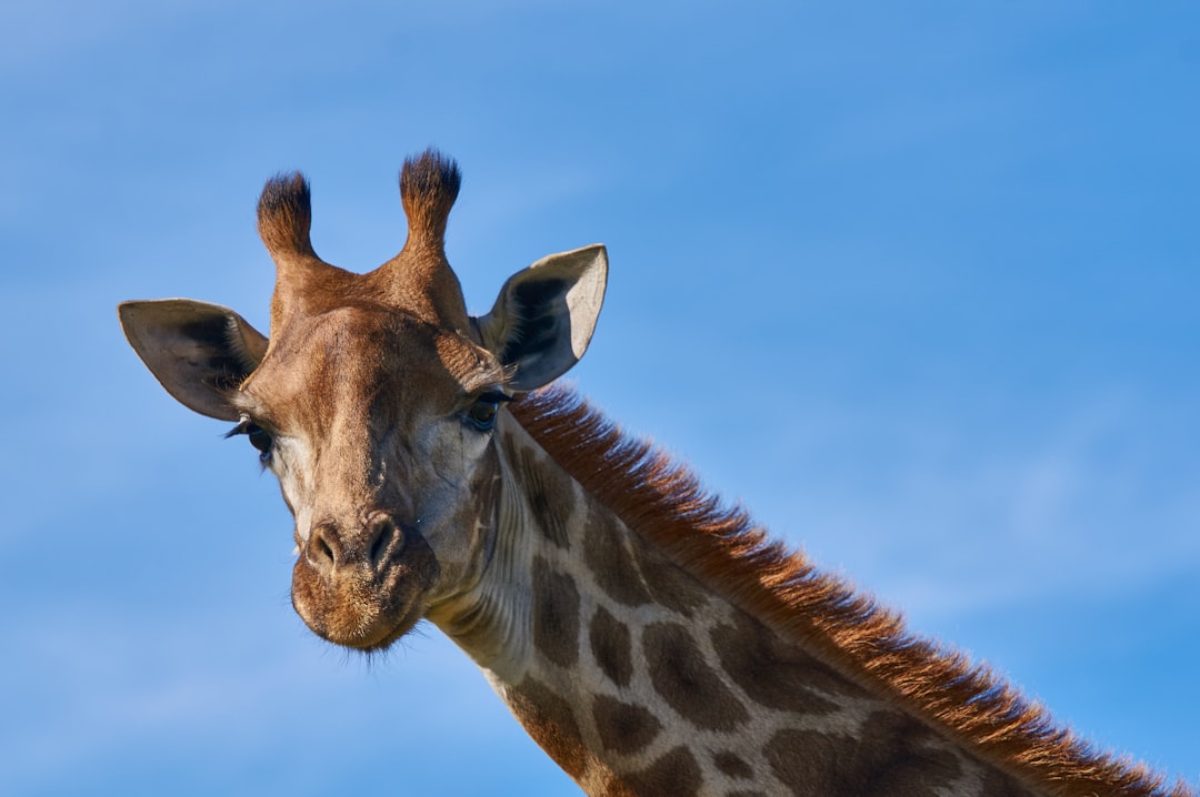 brown giraffe under blue sky during daytime