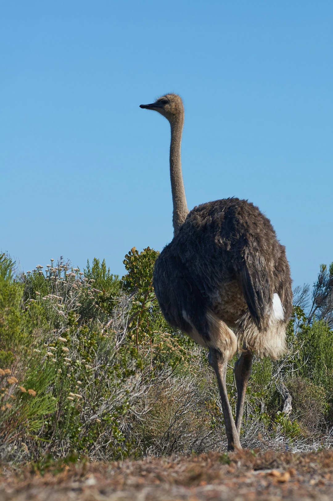 ostrich on green grass field during daytime