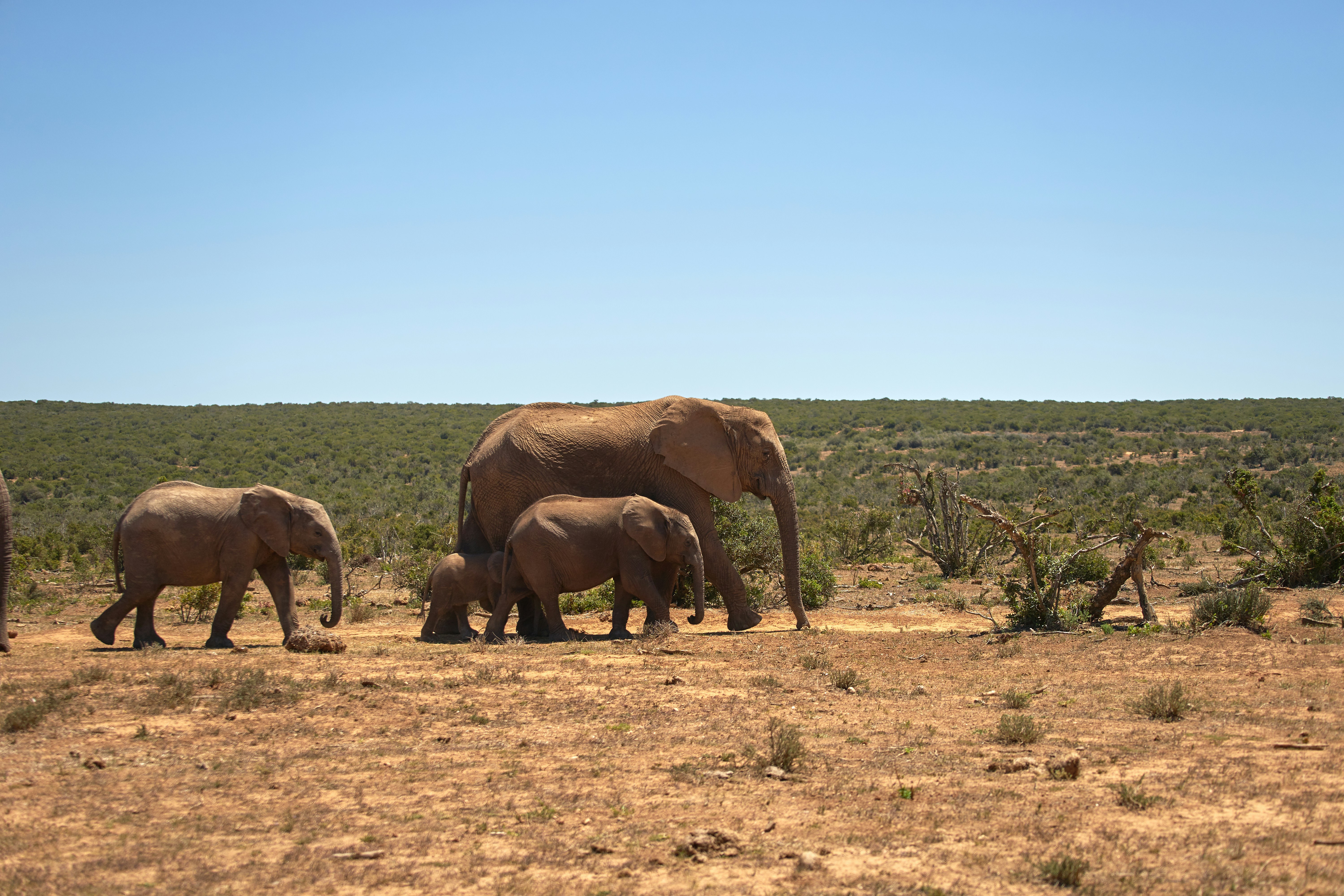 Photo by wolfgang_hasselmann