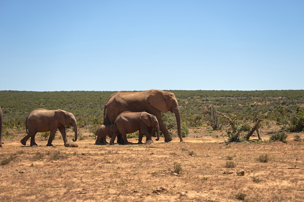 three brown elephants on brown field during daytime