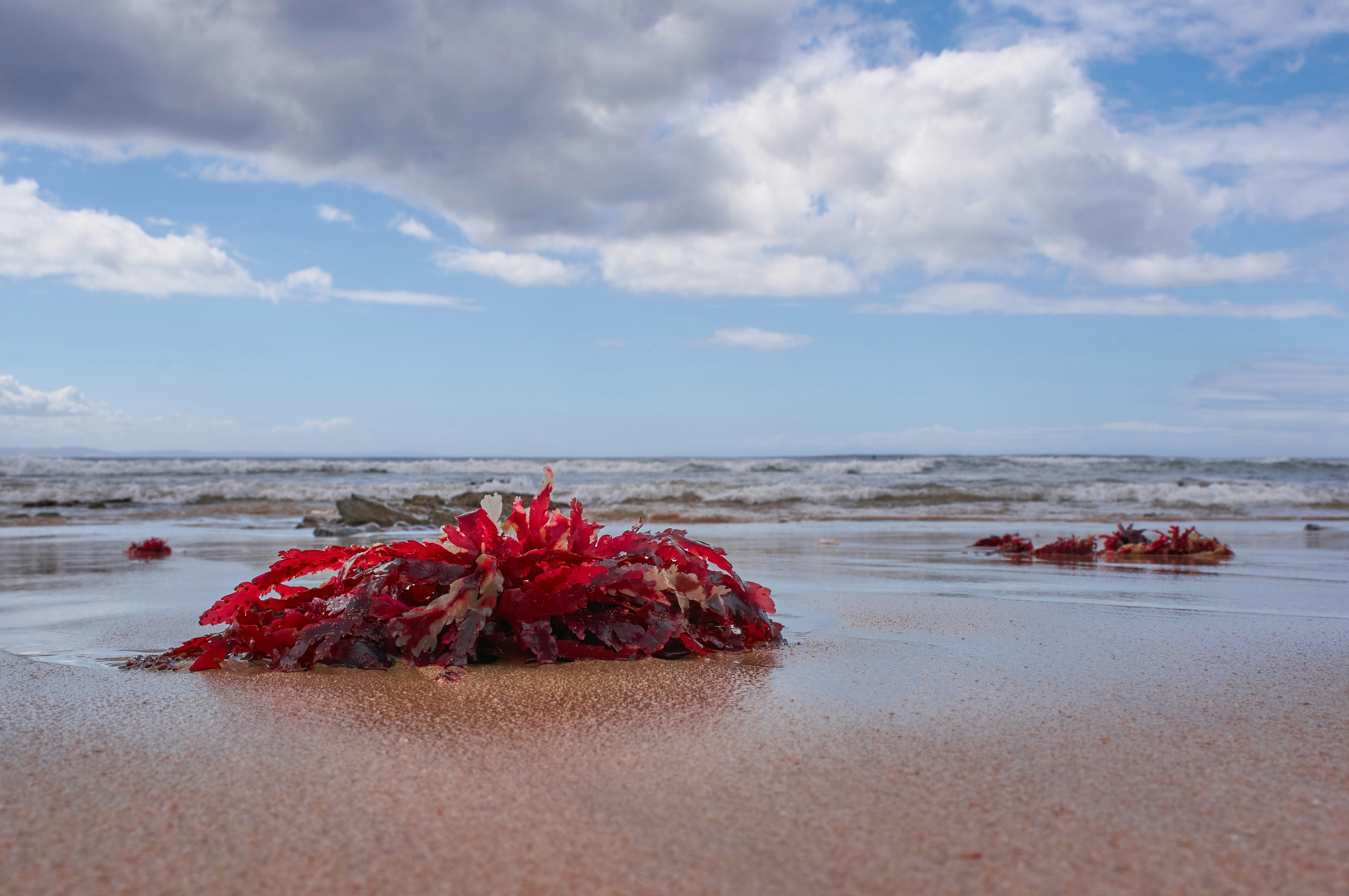 red and white sea shells on brown sand under white clouds and blue sky during daytime