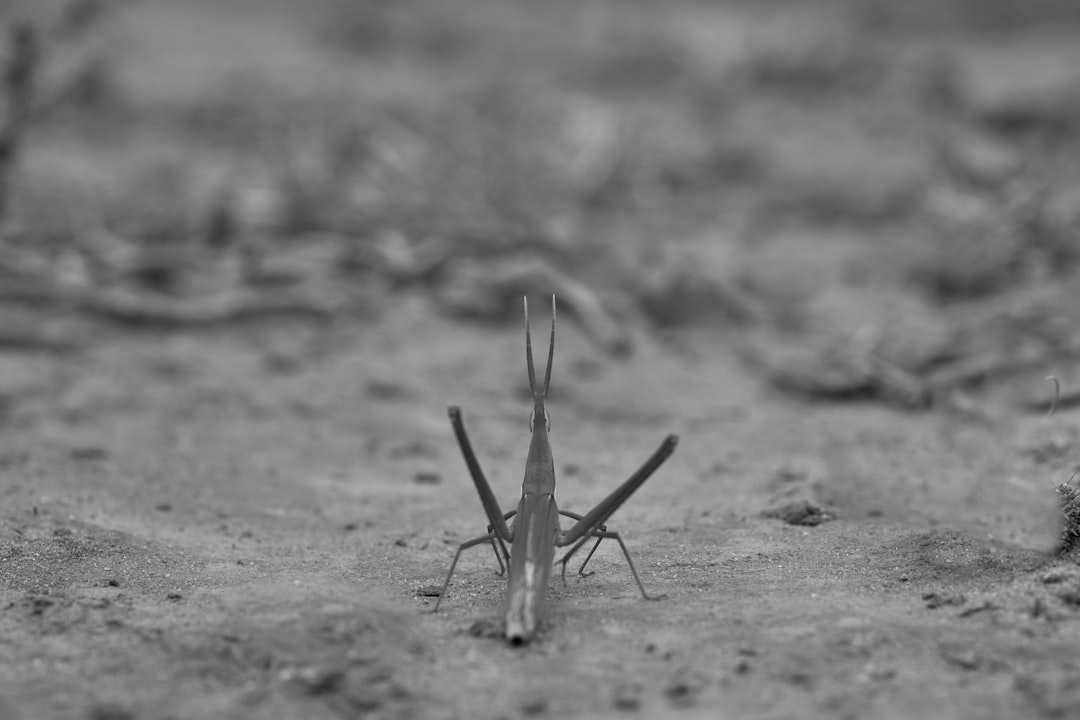grayscale photo of a praying mantis
