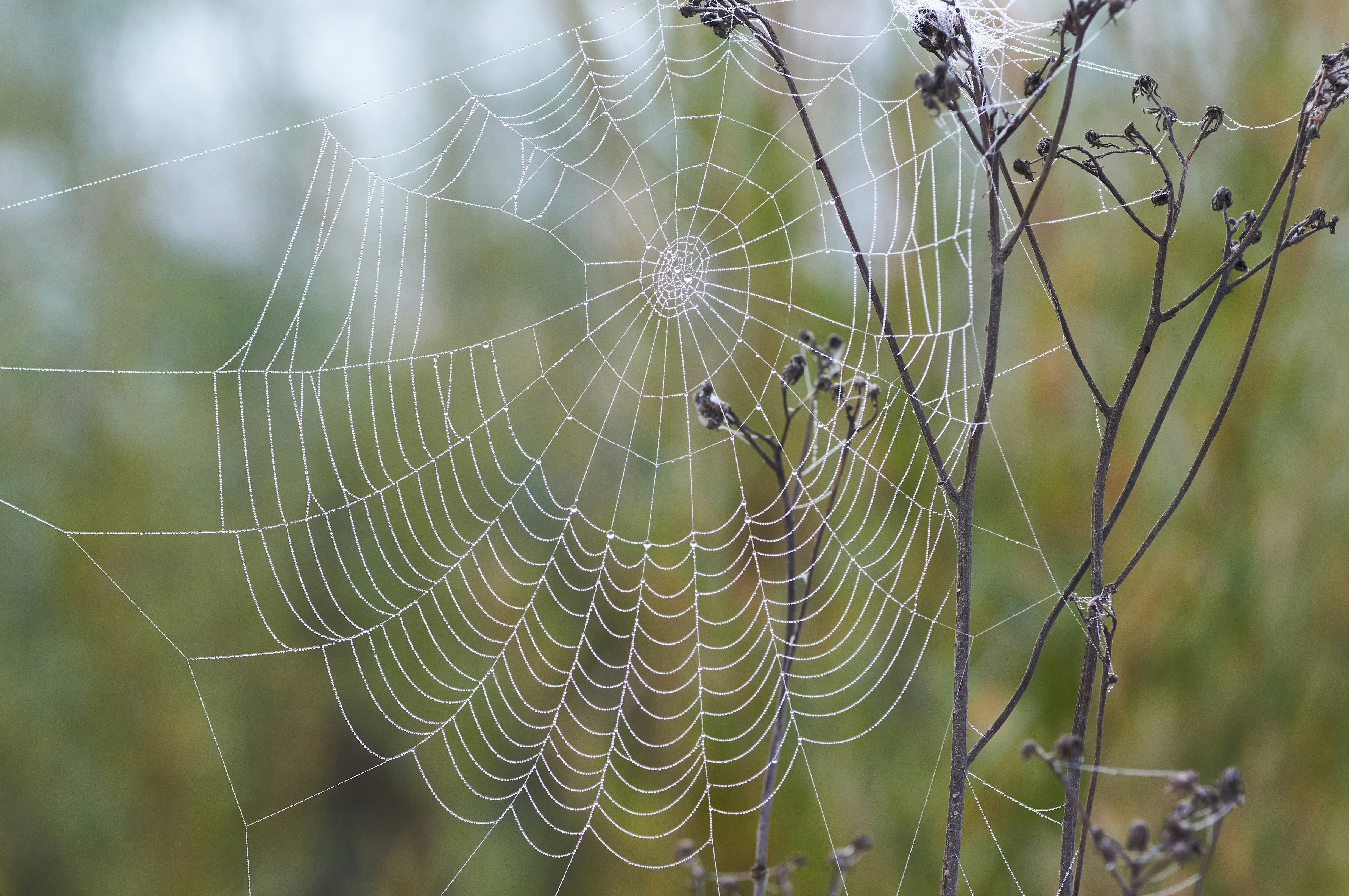 Photo by wolfgang_hasselmann