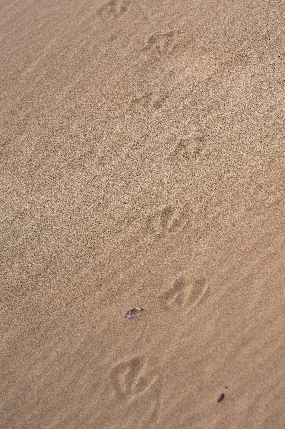 blue and white boat on brown sand