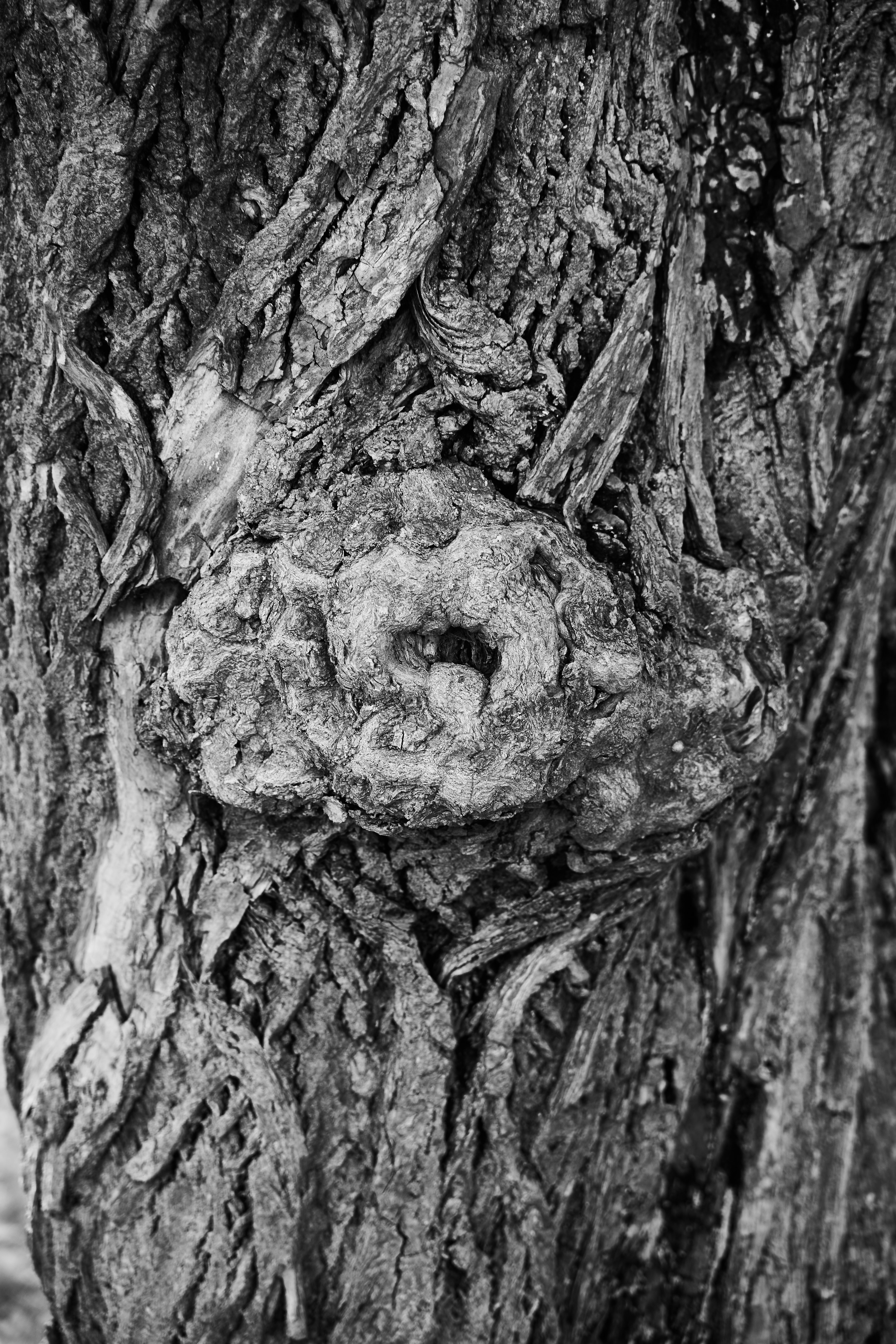 grayscale photo of tree trunk