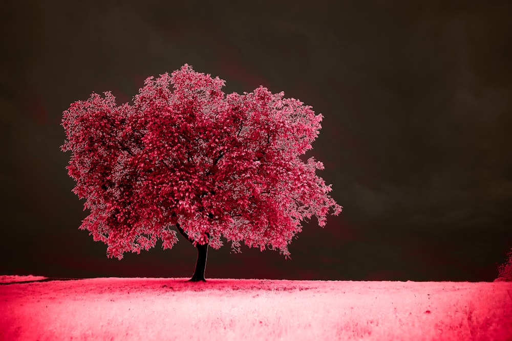 green tree on purple field