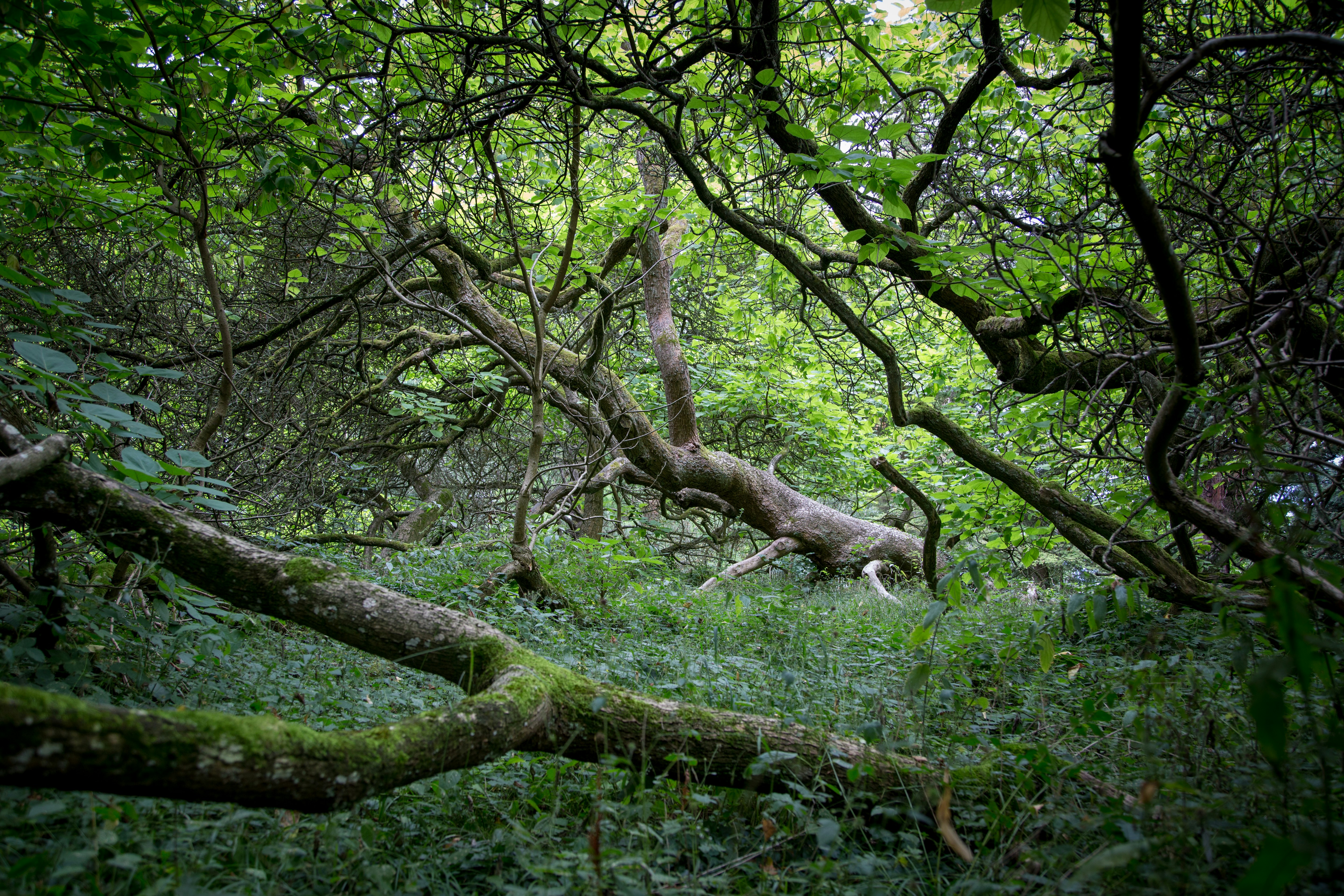 green moss on brown tree trunk