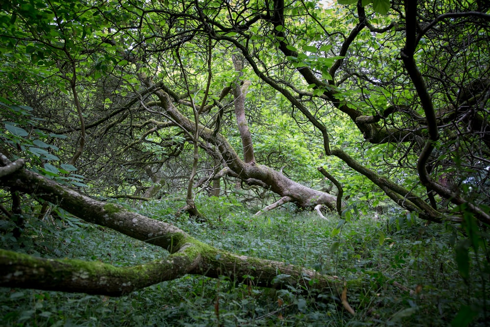 musgo verde en el tronco de un árbol marrón