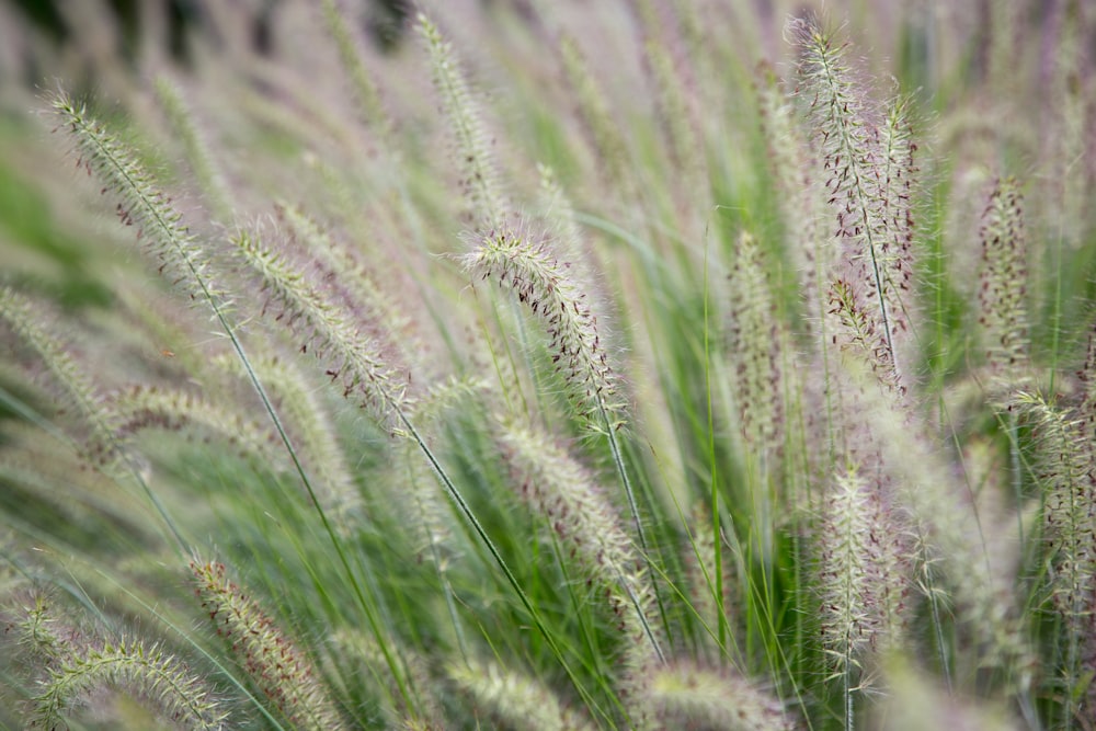 green grass field during daytime