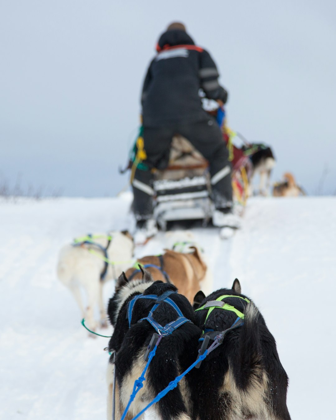 people riding on sled on snow covered ground during daytime