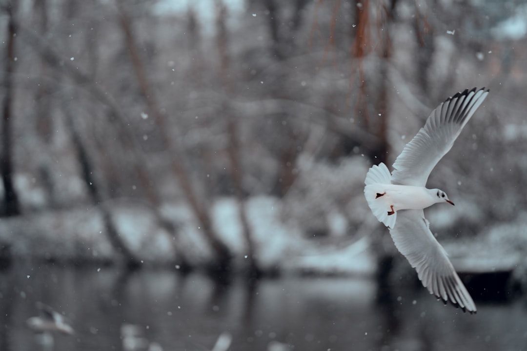 white bird flying over the river during daytime