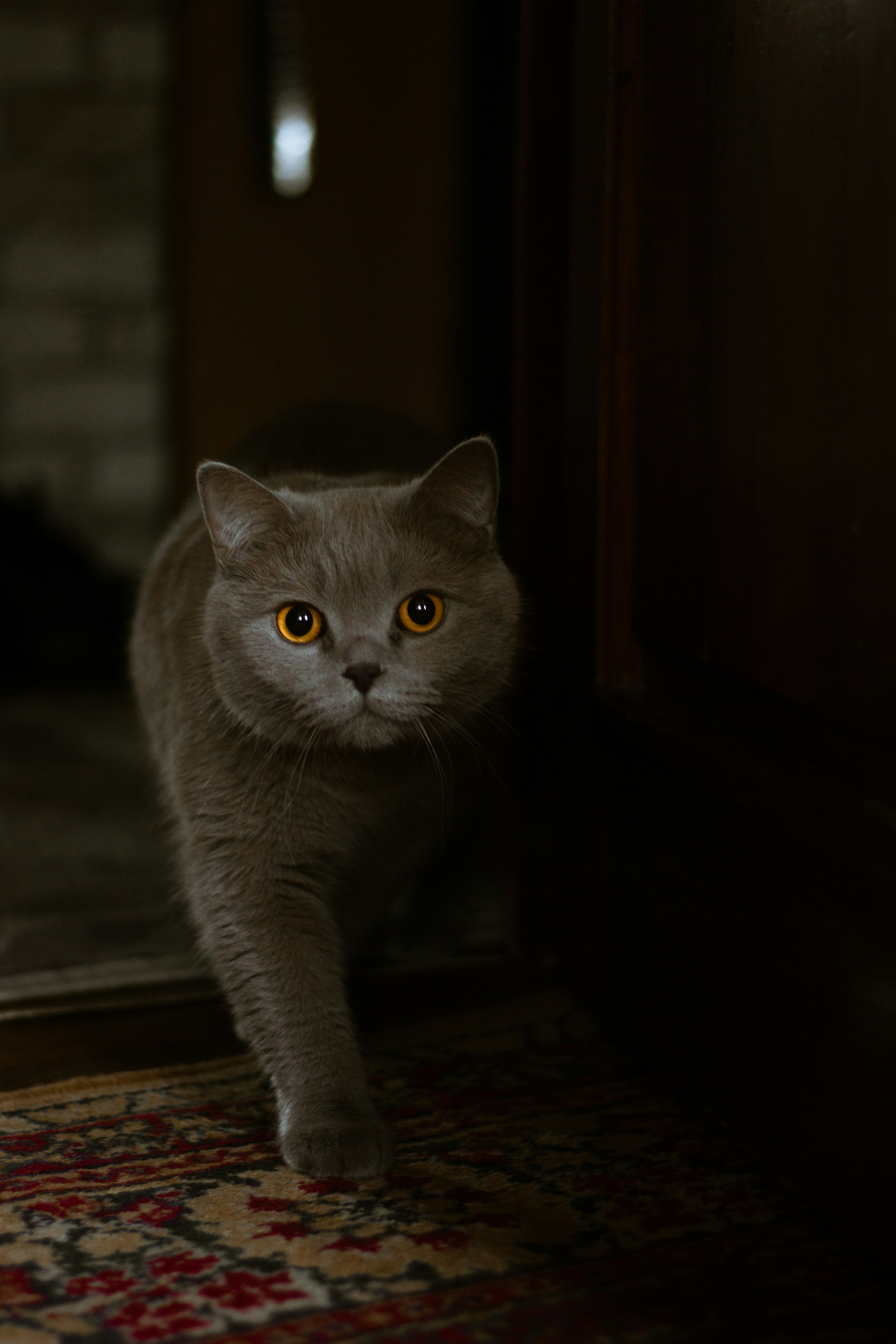 茶色の木製テーブルの上のロシアン ブルー猫の写真 Unsplashで見つけるキーウの無料写真