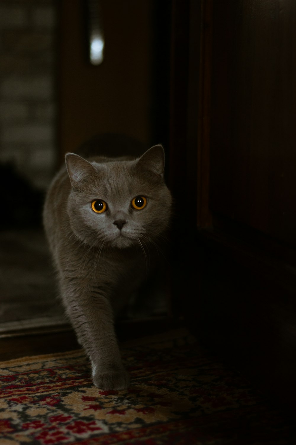 russian blue cat on brown wooden table