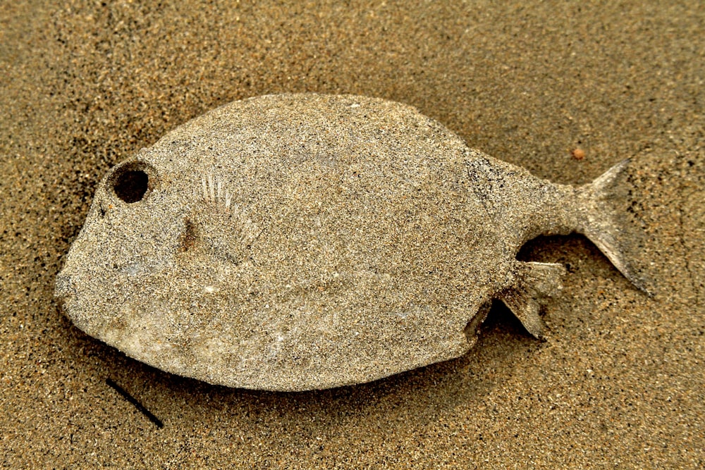 brown sea turtle on brown sand