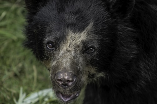 Close-up of a curious spectacled bear peeking through the foggy páramo bushes.