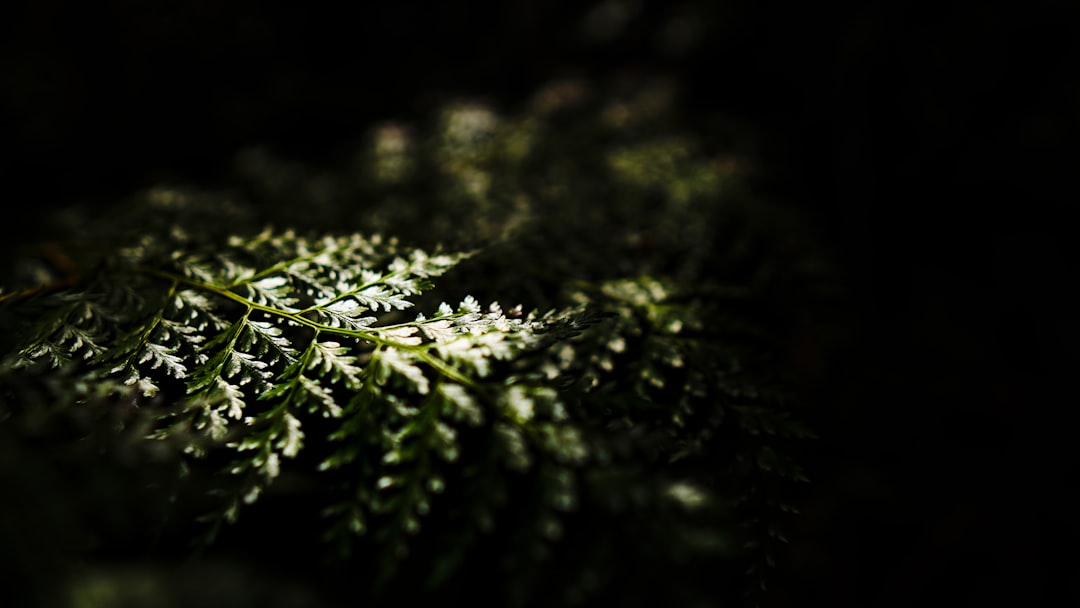 green grass with water droplets