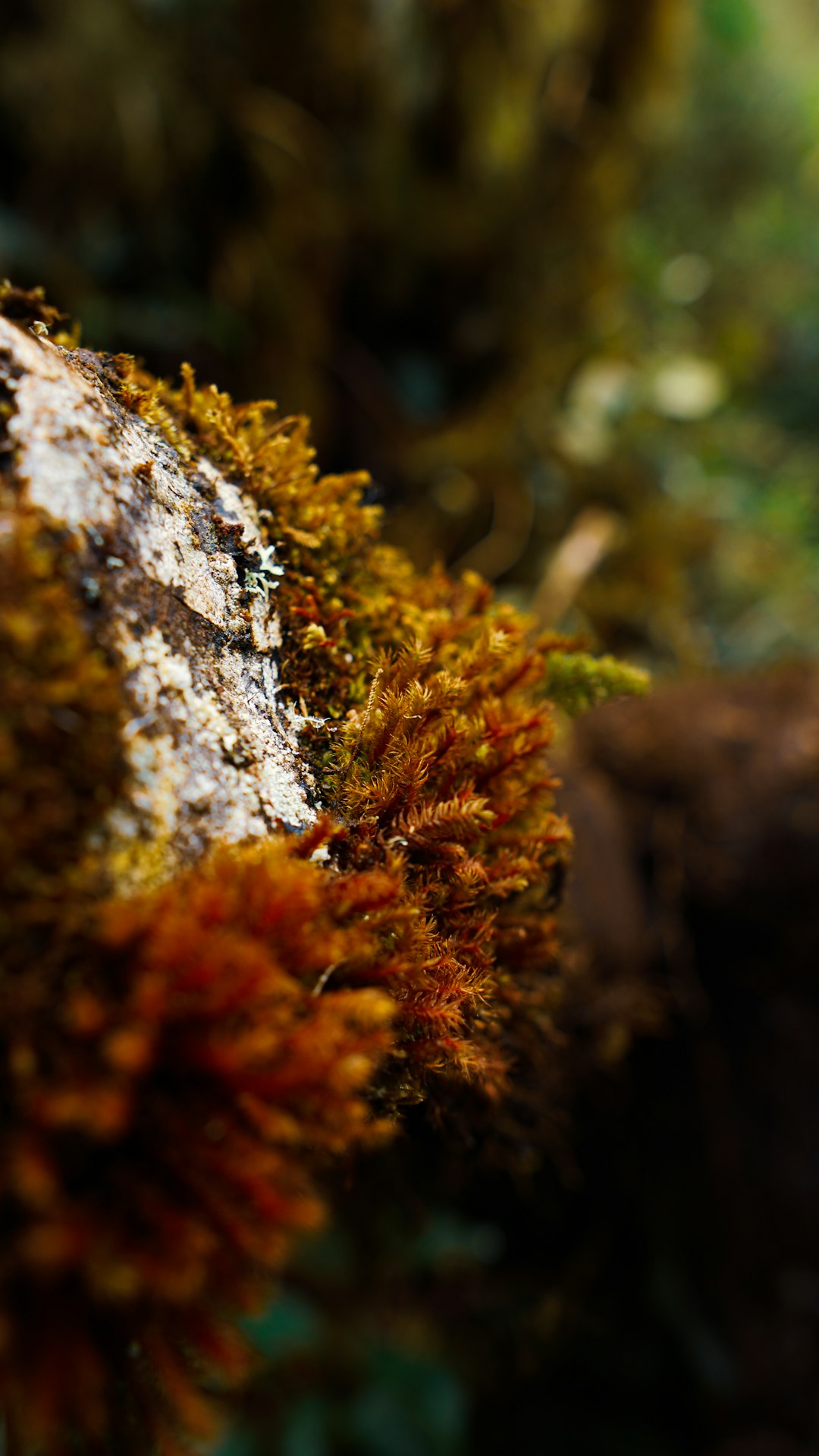 brown and green moss on gray rock