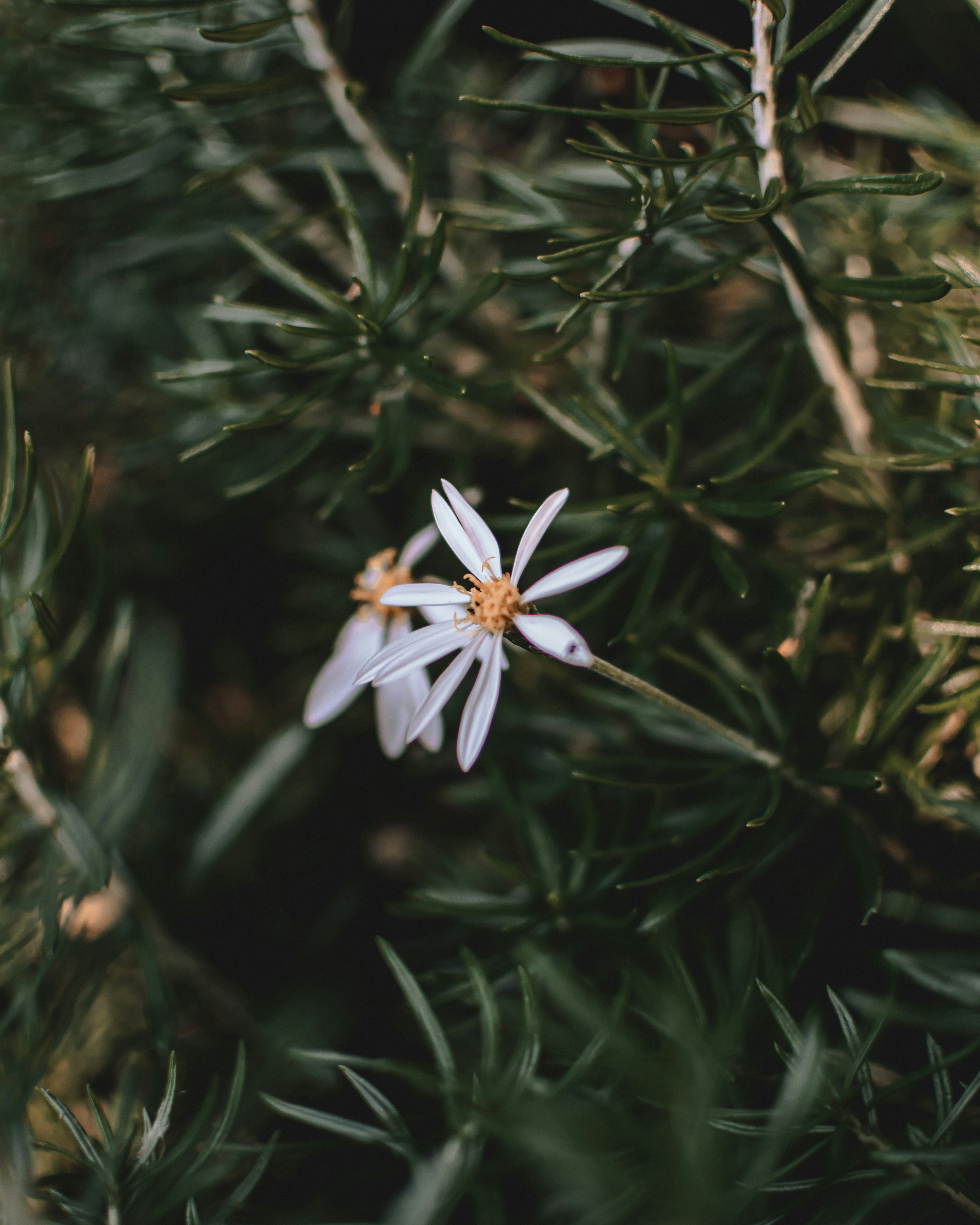 Photo by williamsiann