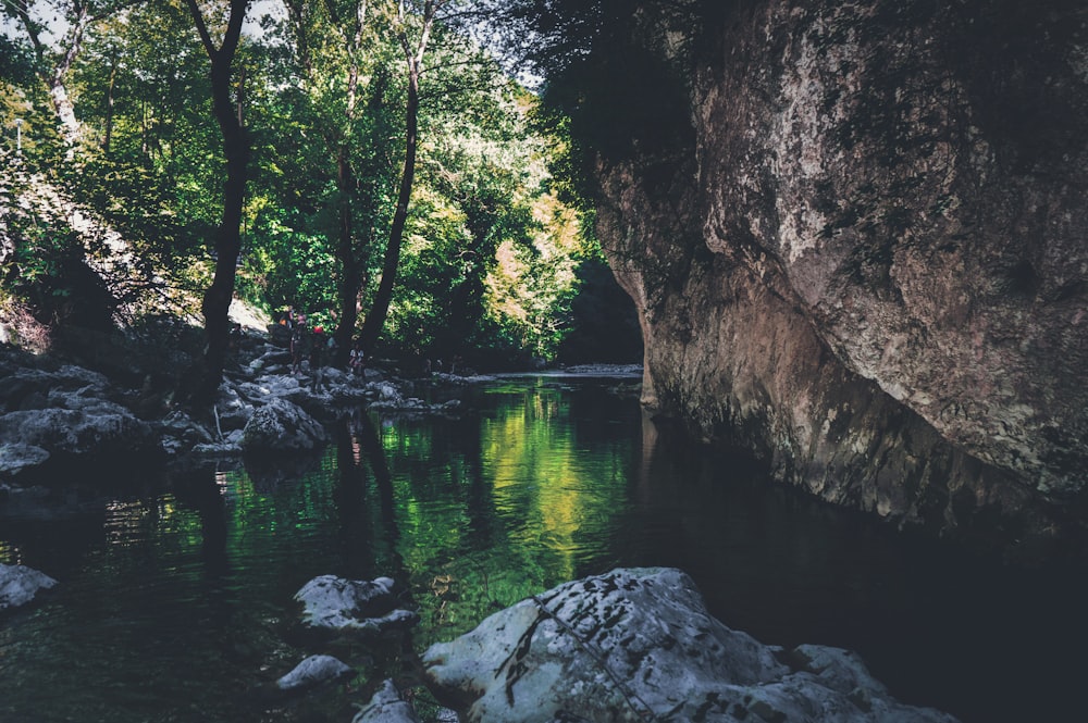 Grüne Bäume am Fluss während des Tages