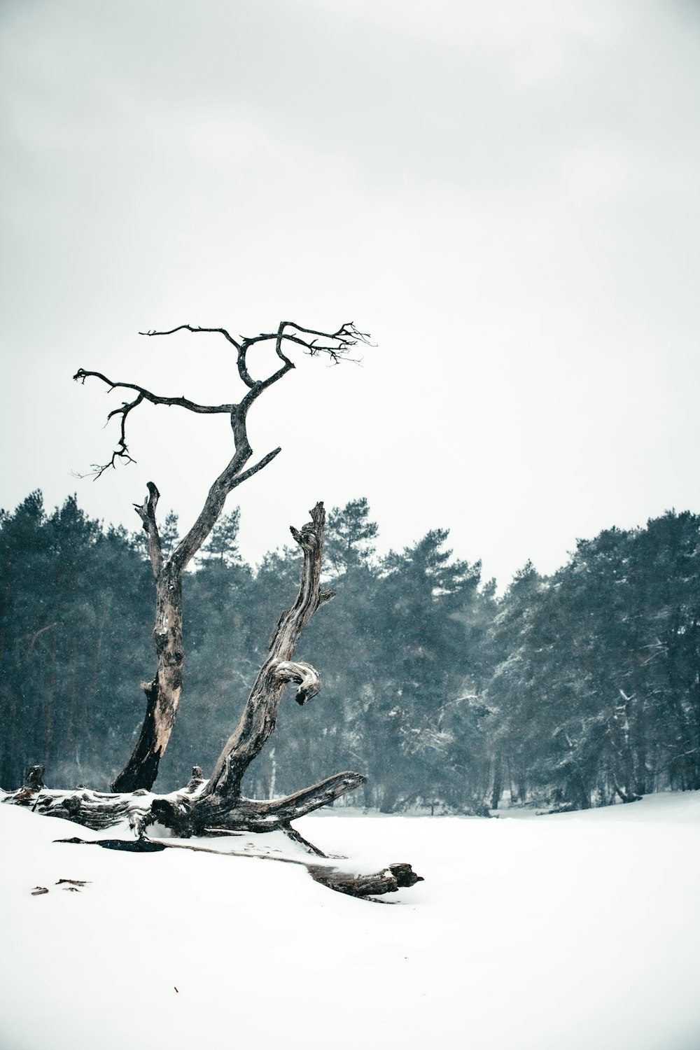 galho de árvore marrom no chão coberto de neve