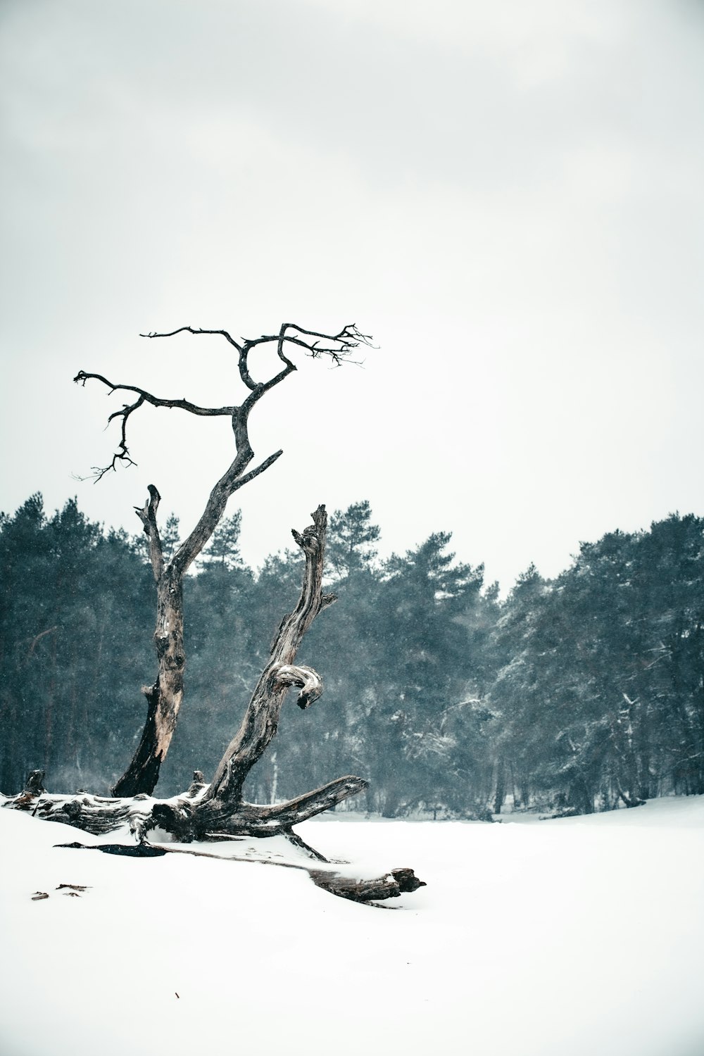 brown tree branch on snow covered ground