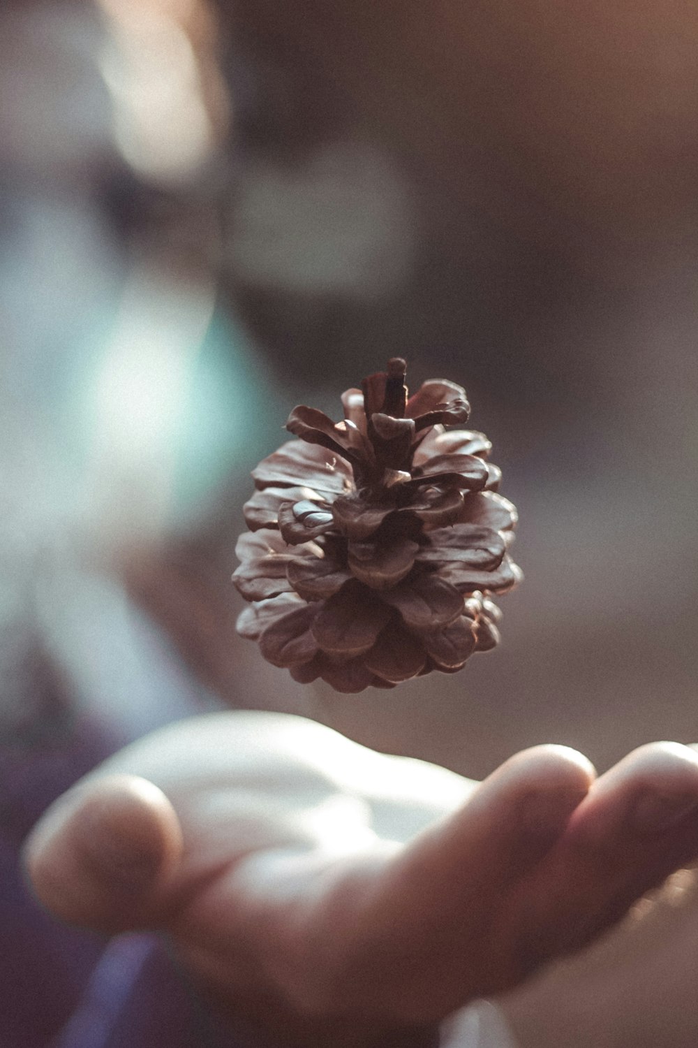 a person holding a pine cone in their hand