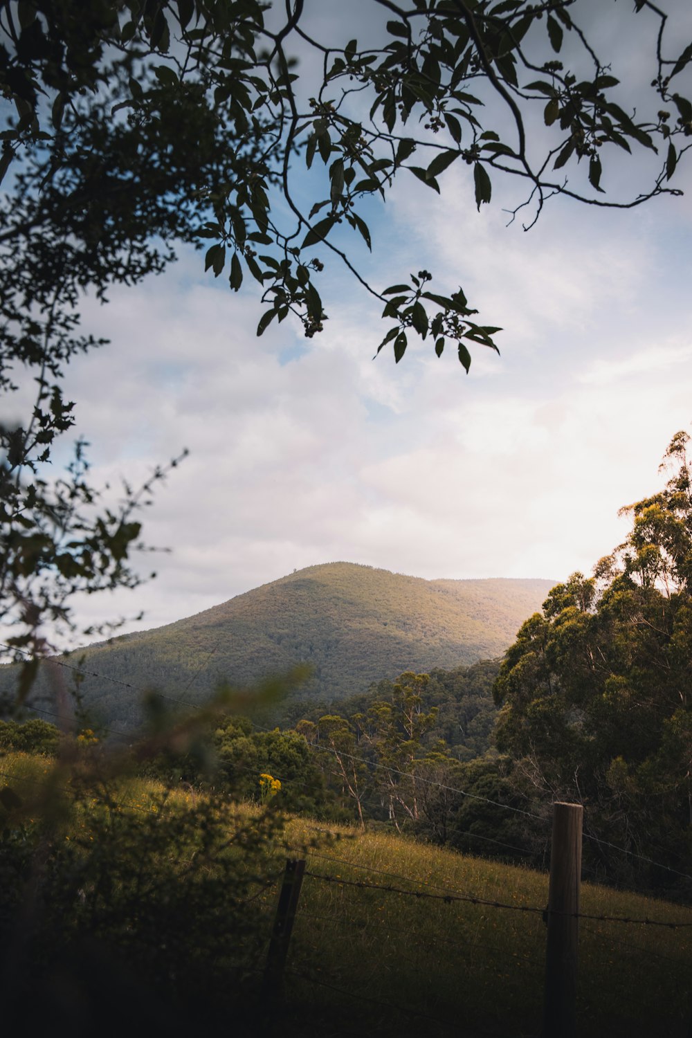 green trees near brown mountain under white clouds during daytime