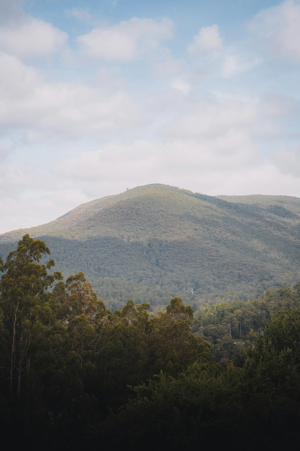 green trees on mountain under white clouds during daytime