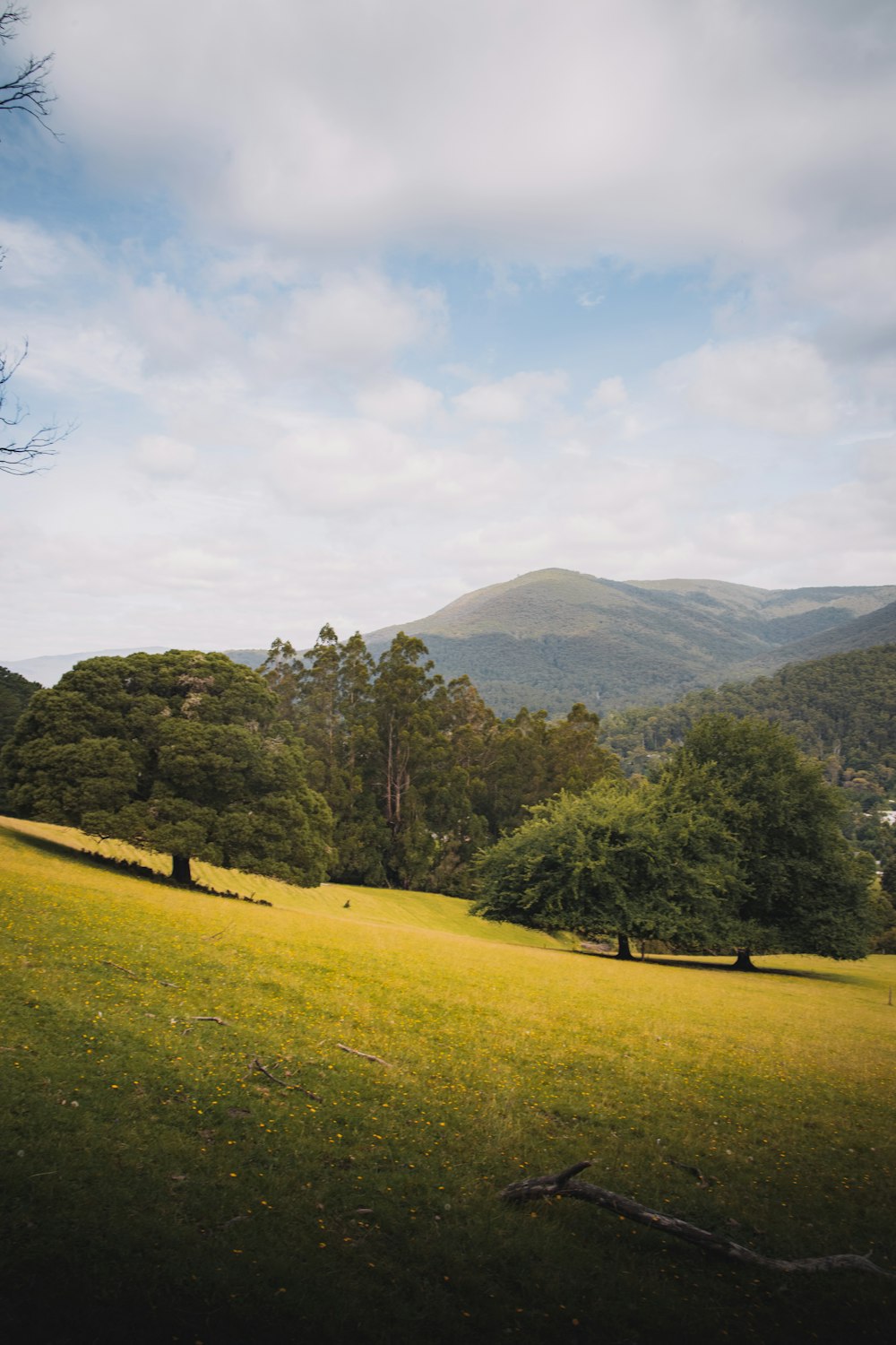 Grünes Grasfeld in der Nähe von grünen Bäumen und Bergen während des Tages