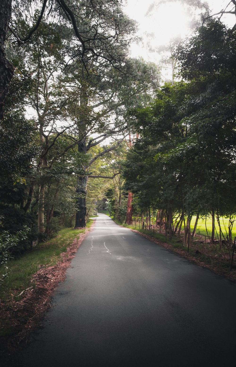 gray concrete road between green trees during daytime