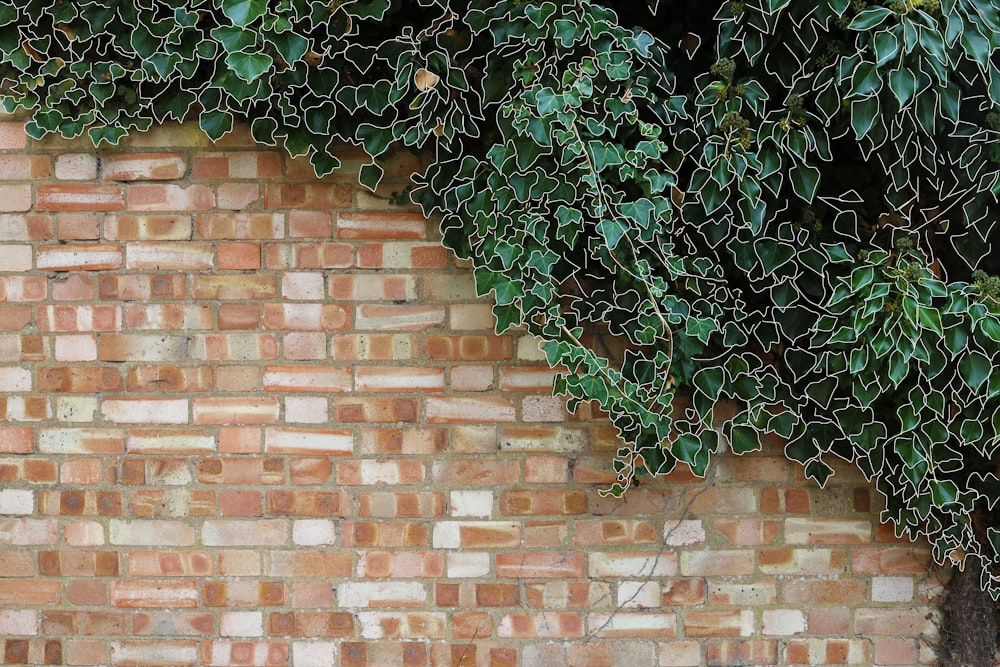 green vine plant on brown brick wall