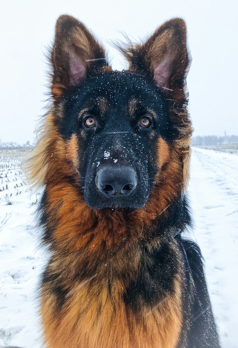 black and tan german shepherd on snow covered ground