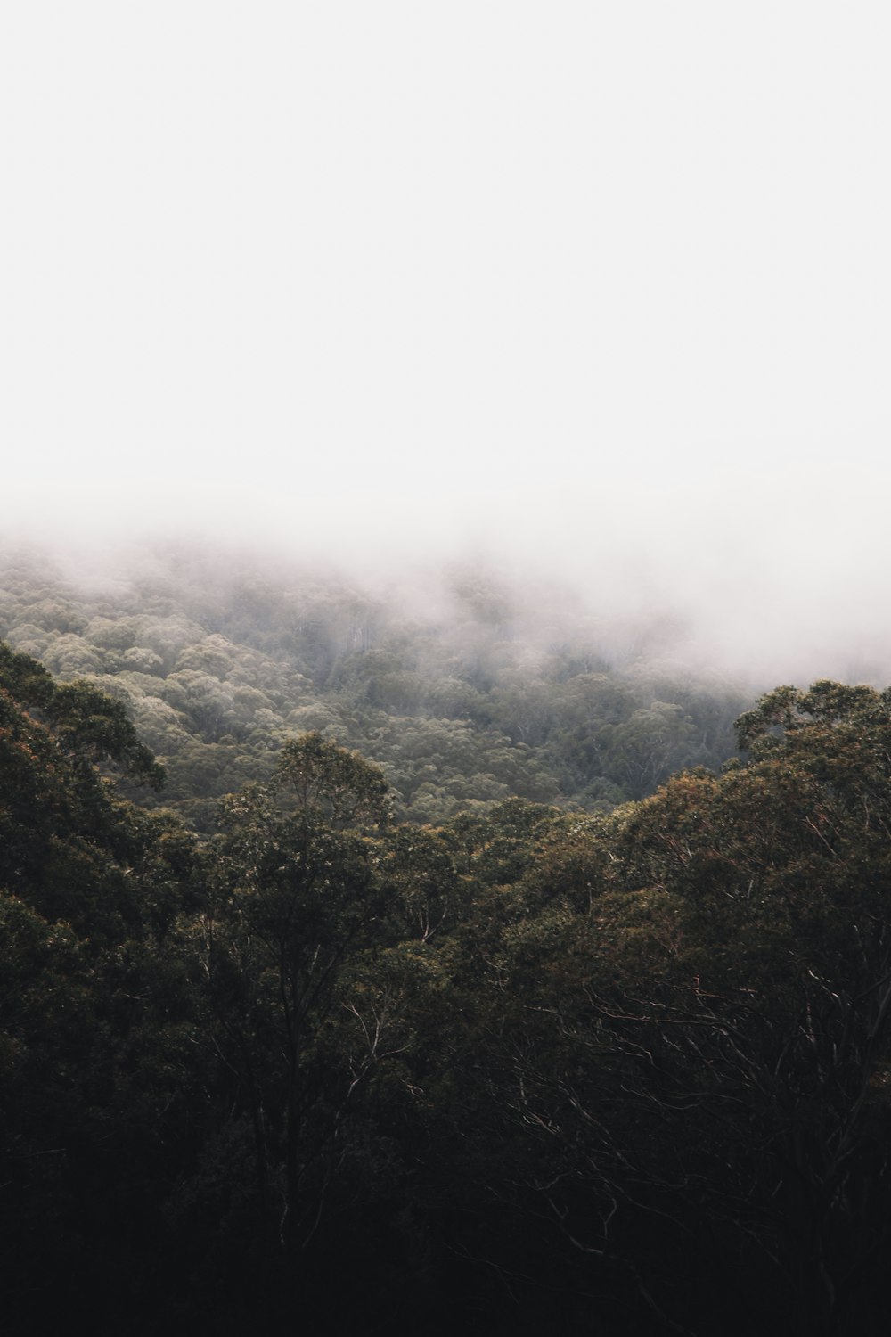 árboles verdes en la montaña durante el día de niebla