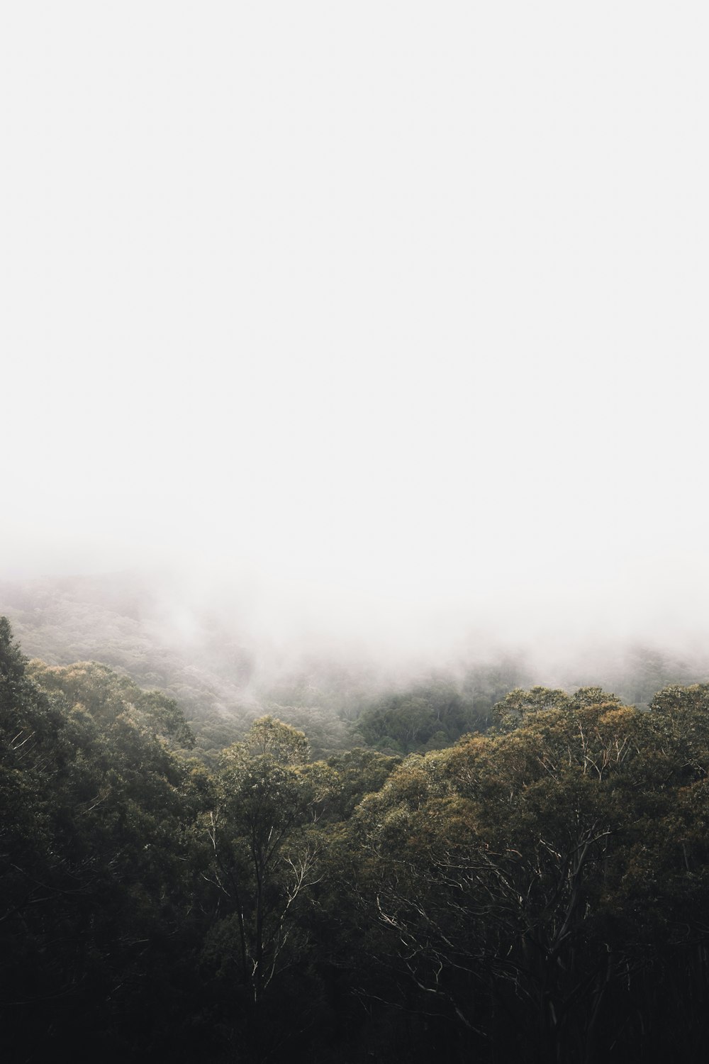 green trees covered with fog