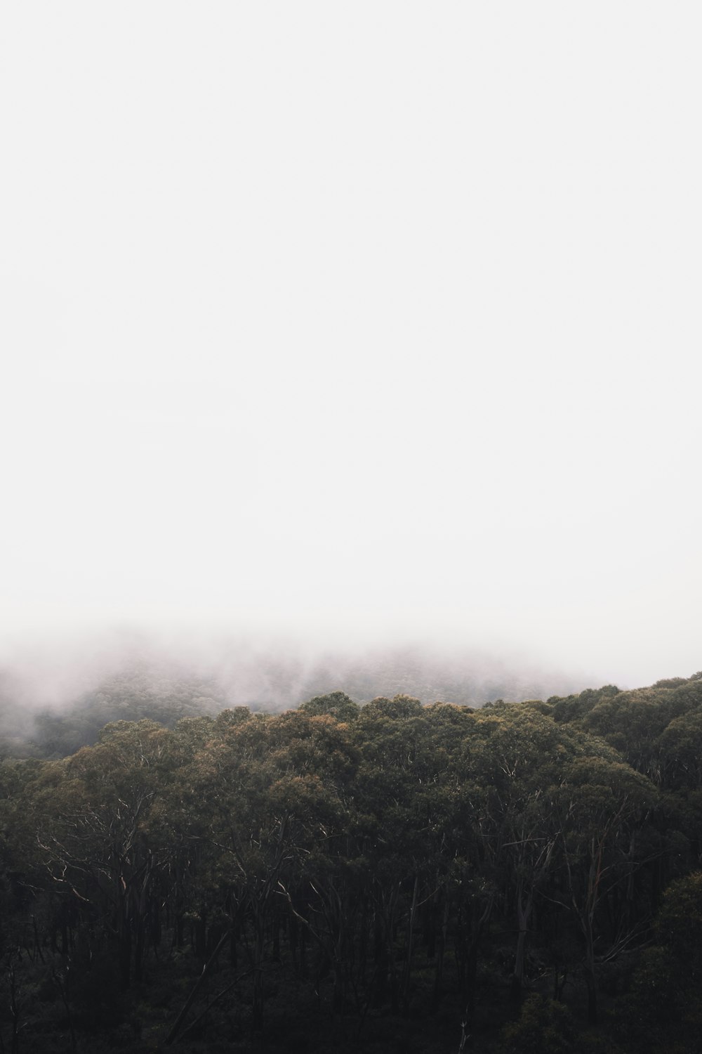 Grüne Bäume auf Bergen mit Nebel bedeckt