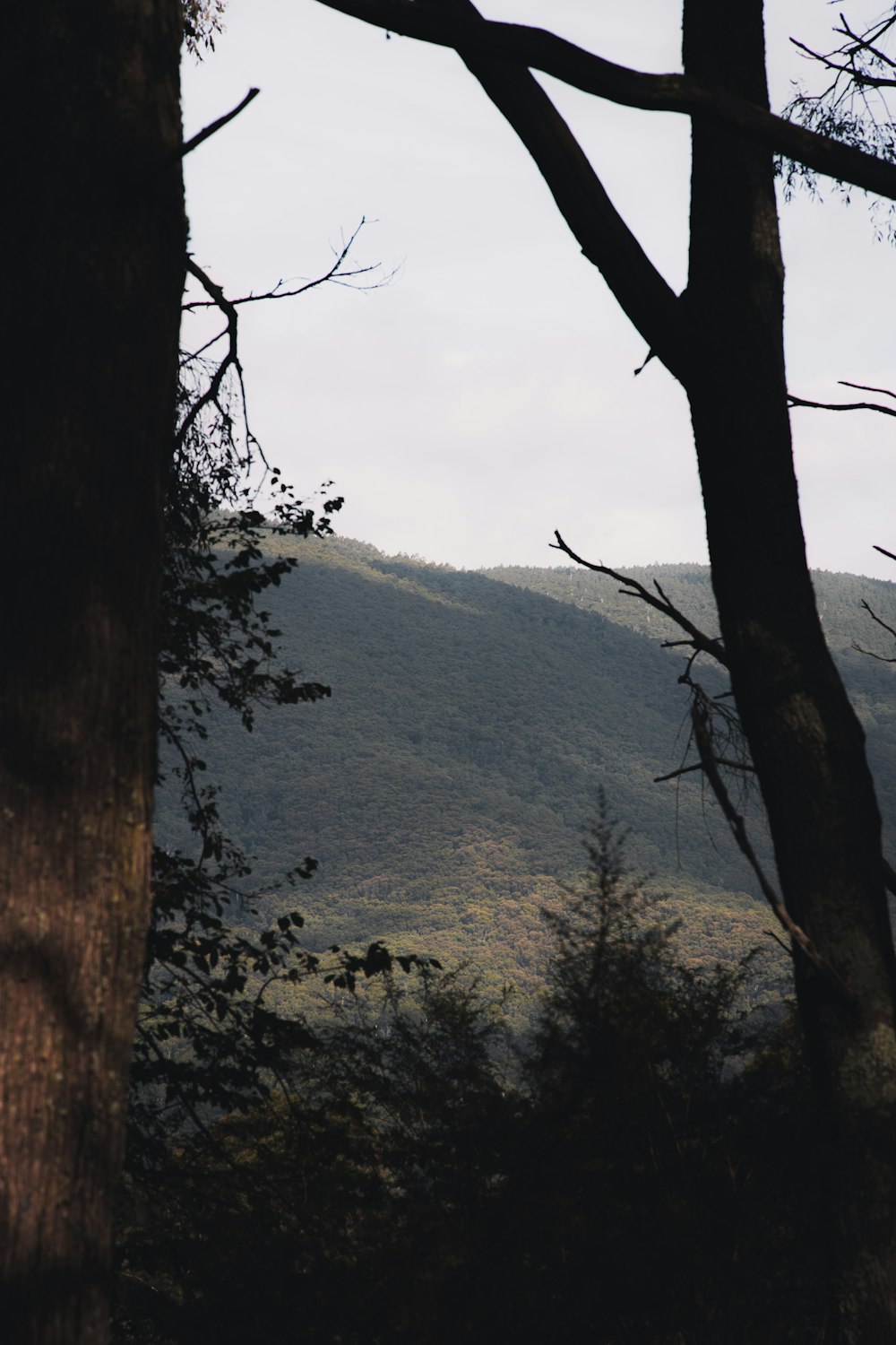 brown tree trunk near body of water during daytime