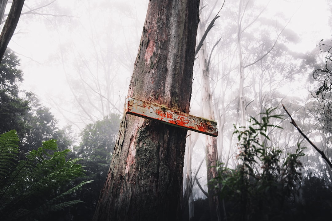 brown wooden cross on tree trunk