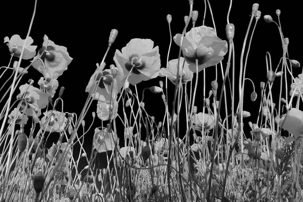 white flower with black background