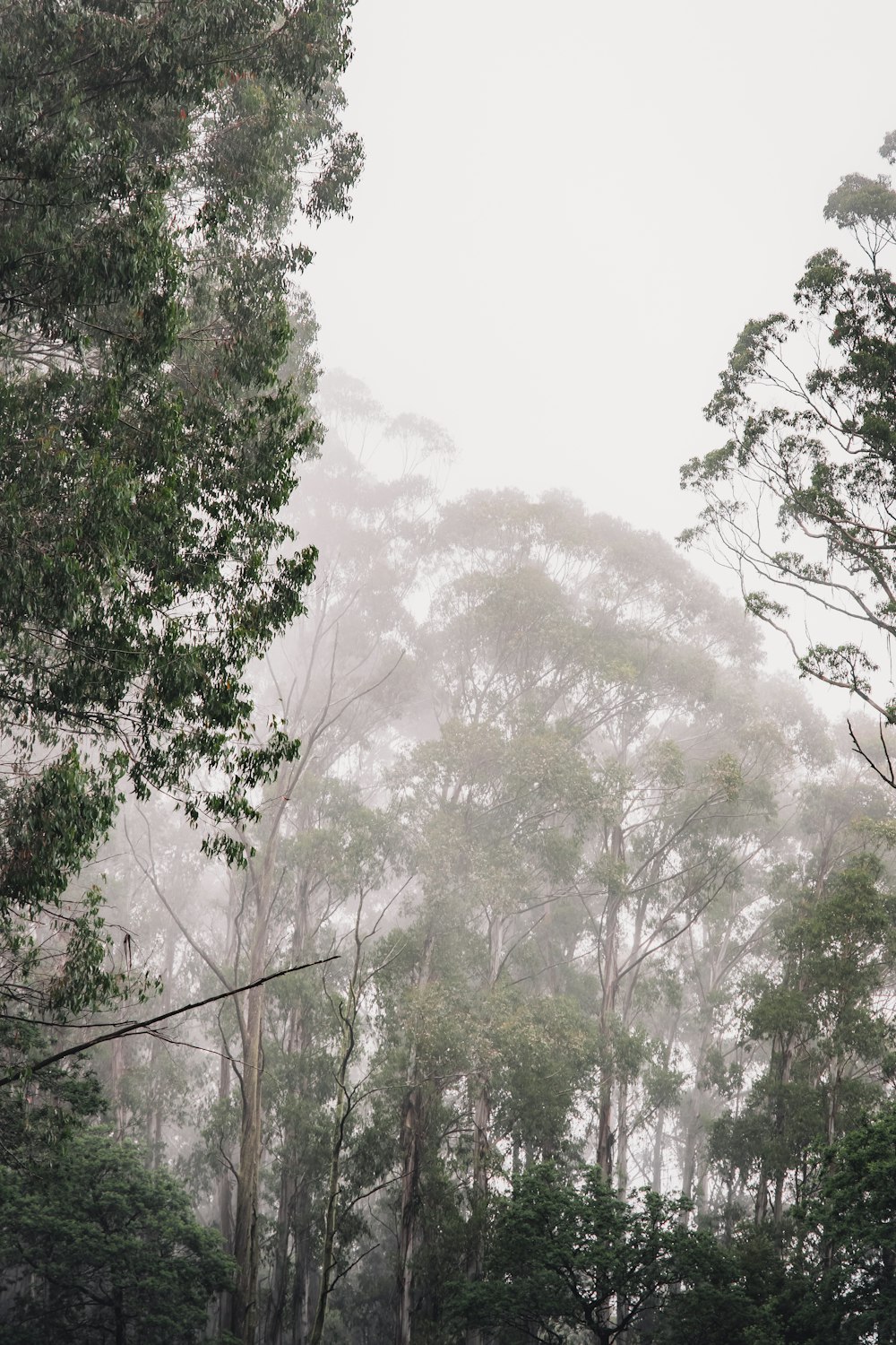 árboles verdes cubiertos de niebla