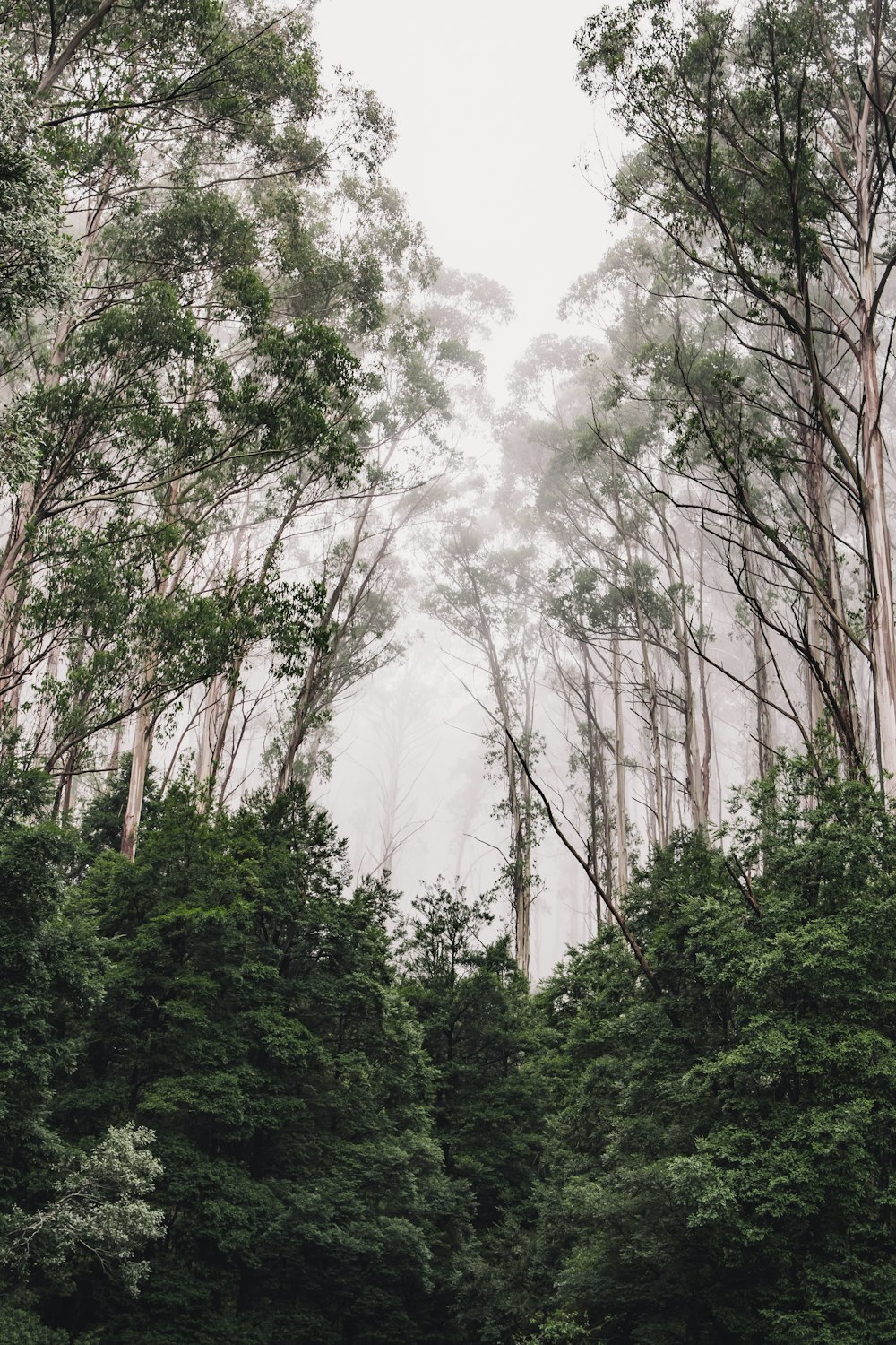 green trees under white sky during daytime