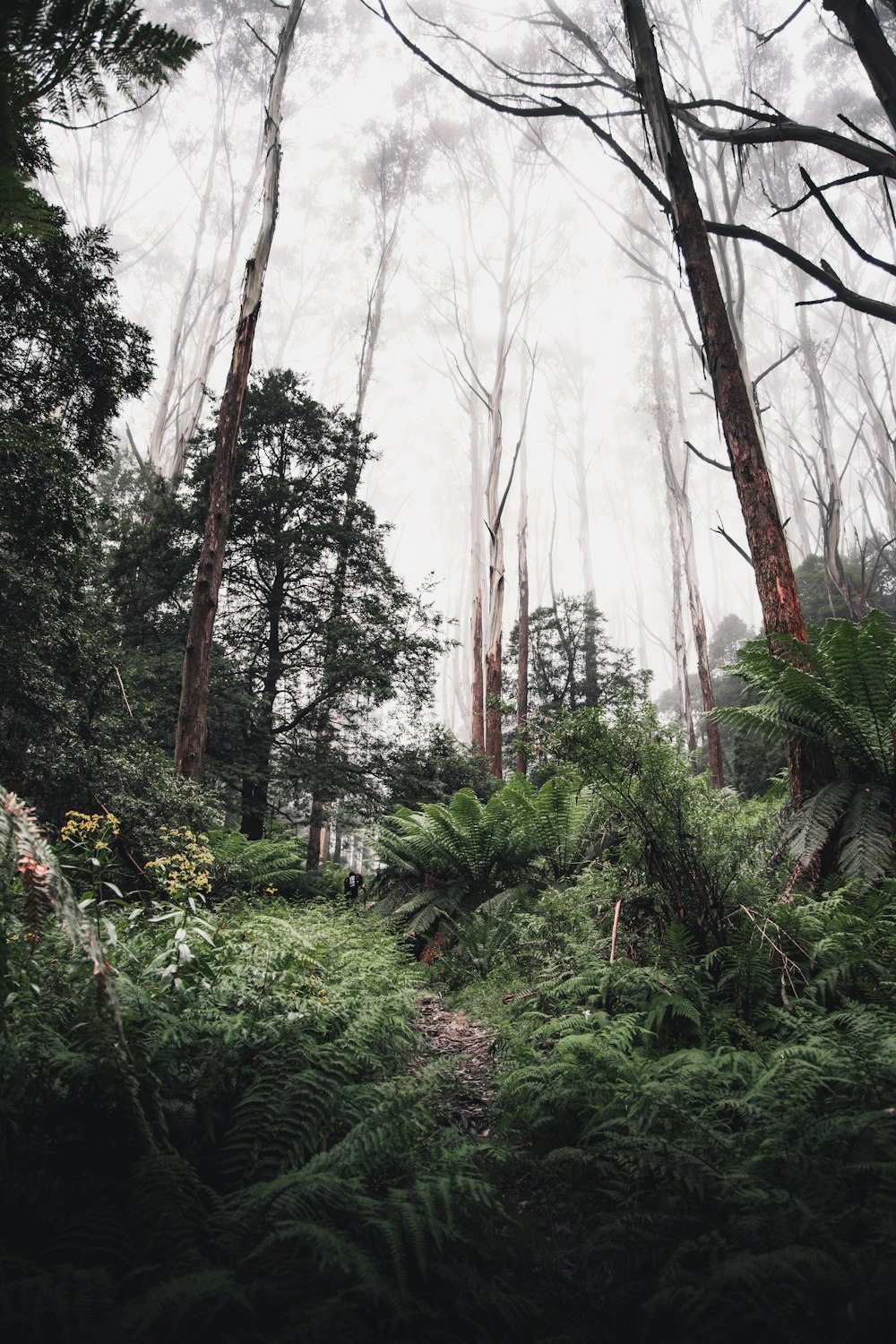 green trees under white sky during daytime