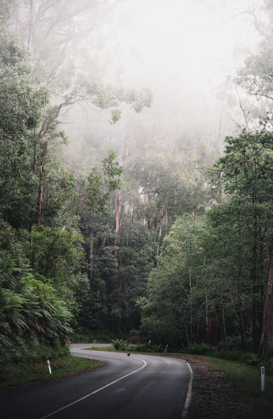 green trees and fog during daytime