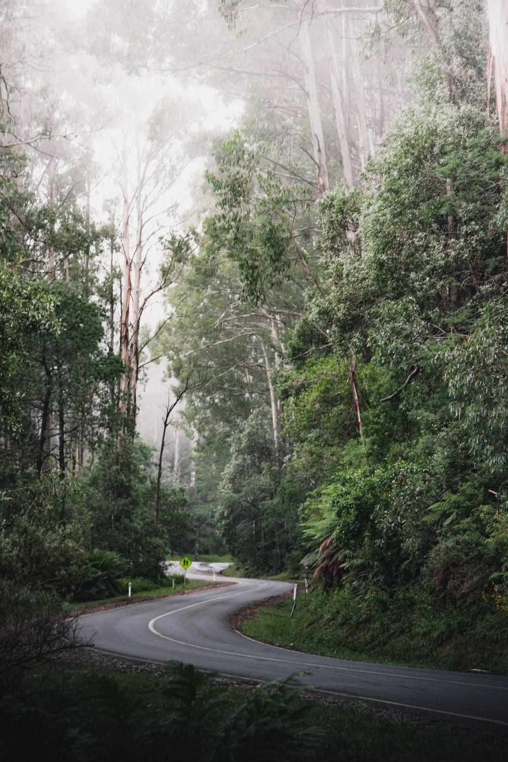 gray asphalt road between green trees during daytime