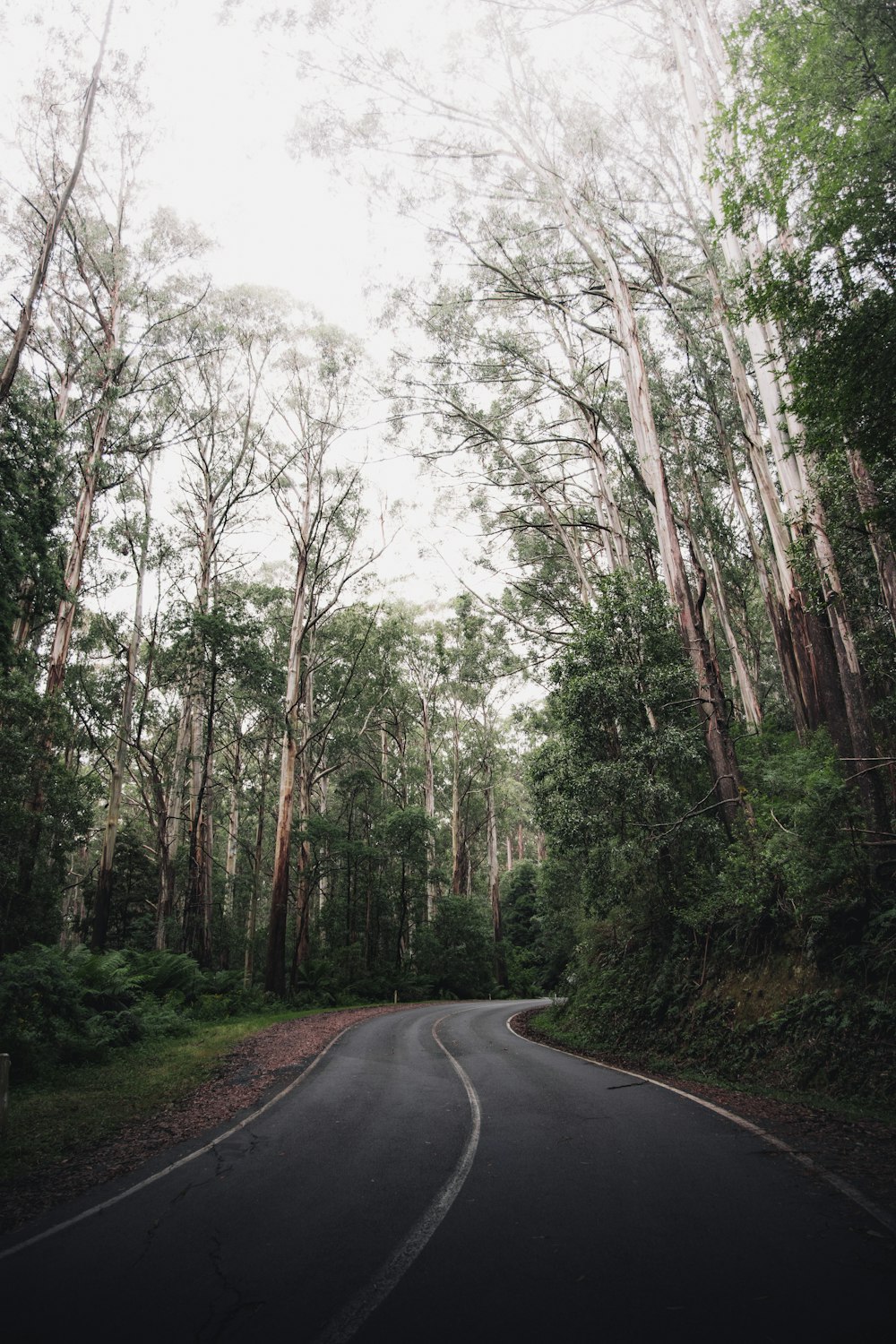 strada asfaltata grigia tra alberi verdi durante il giorno