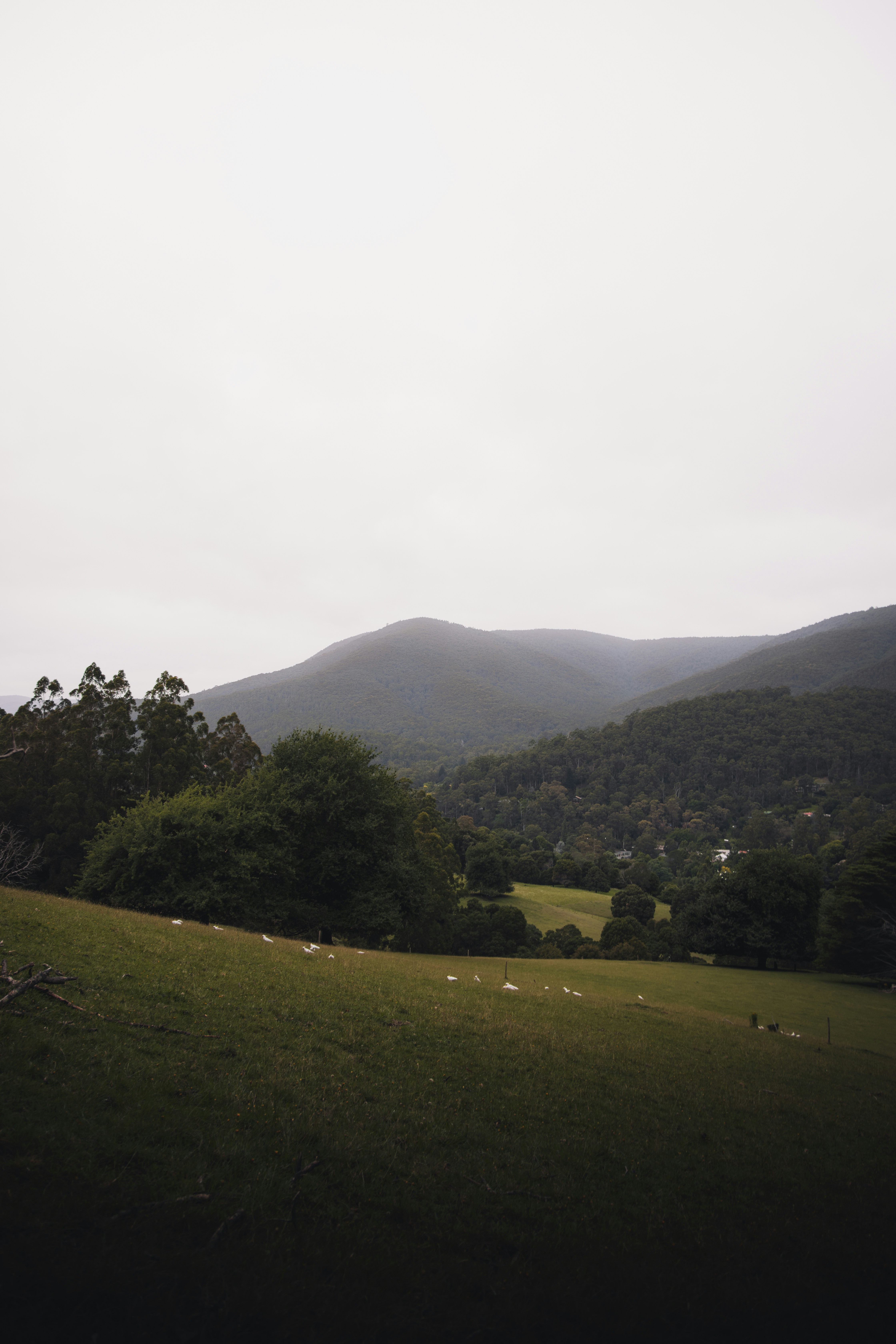 green grass field and green trees on mountain during daytime