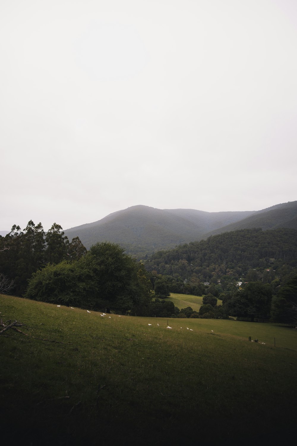 Grünes Grasfeld und grüne Bäume auf dem Berg tagsüber